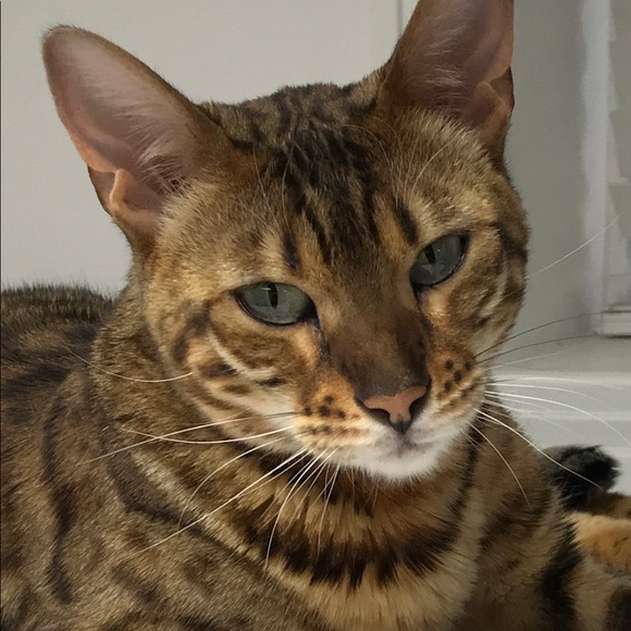 Meet your Posher, Audrey - Picture 1 of 1